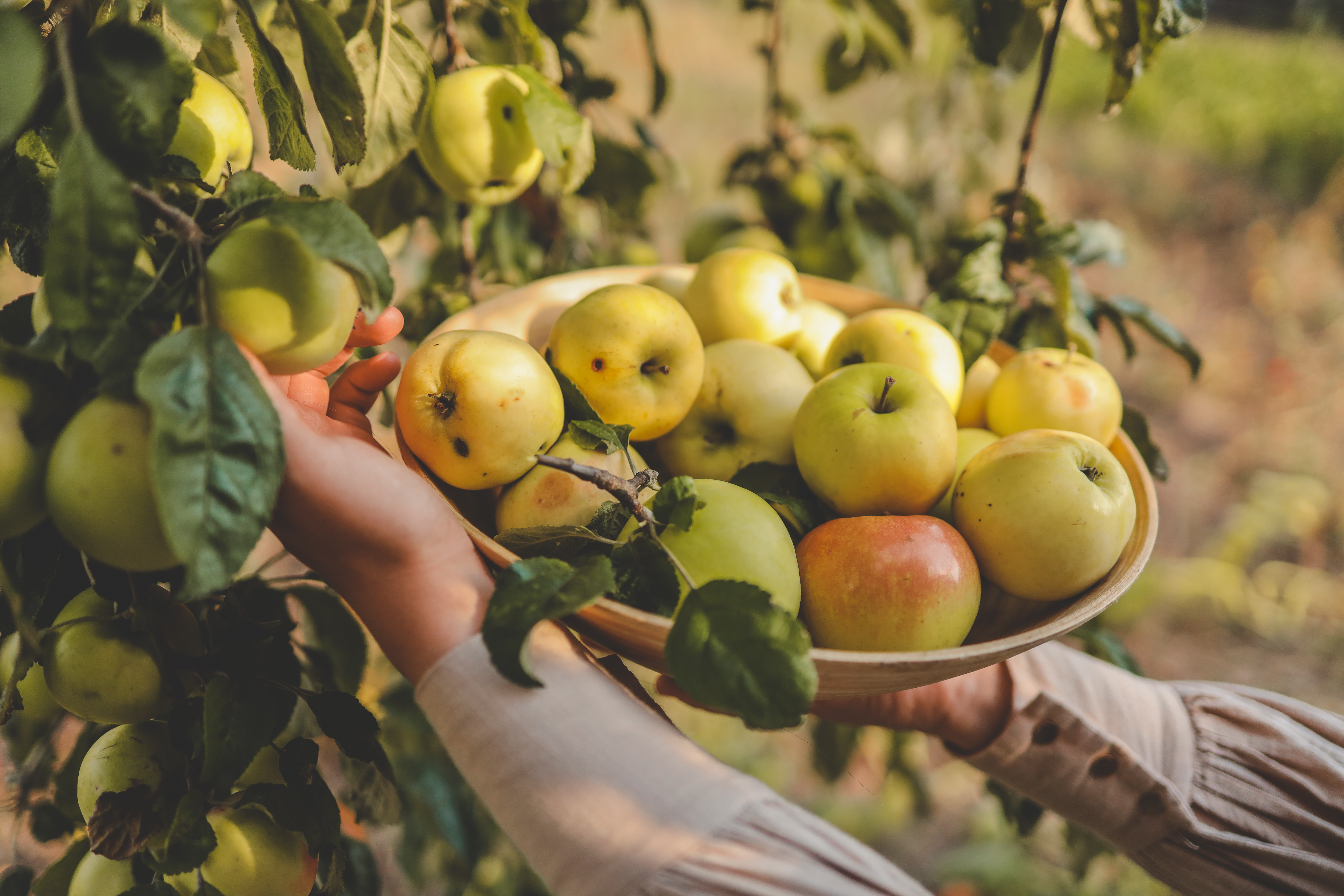 Girl with a plate of apples in her hands, harvesting